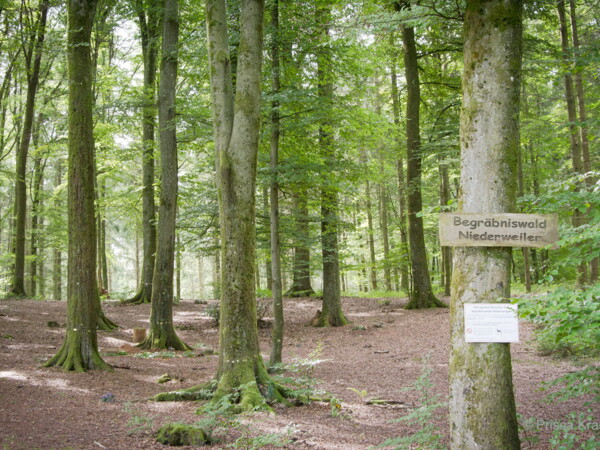 Begraebniswald-Niederweiler-Deutschland