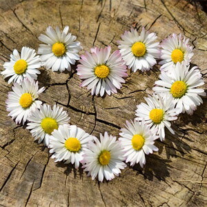 daisy-heart