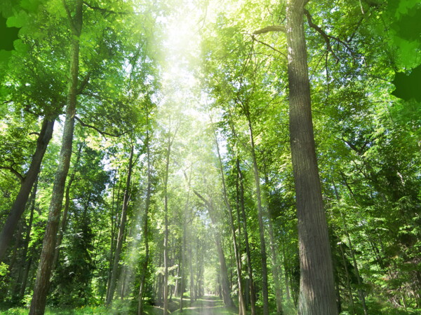 Naturbestattung Naturbestattung