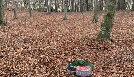 Wald der Ewigkeit Wald der Ewigkeit