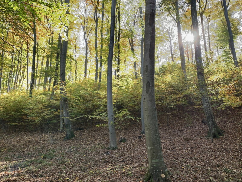 Naturbestattung Baumbestattung Klosterwald