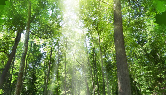 Waldfriedhof Feilerhöh