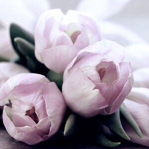tulpe_violett
