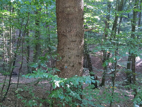 Begraebniswald-Eitorf-Deutschland