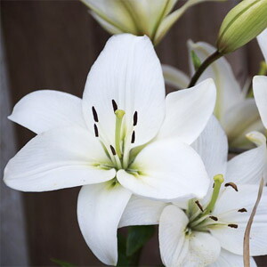 flower_02