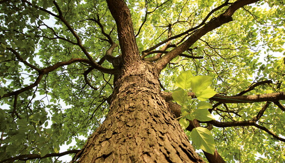 Baumbestattung - Rundum Sorglospaket Baumbestattung - Rundum Sorglospaket