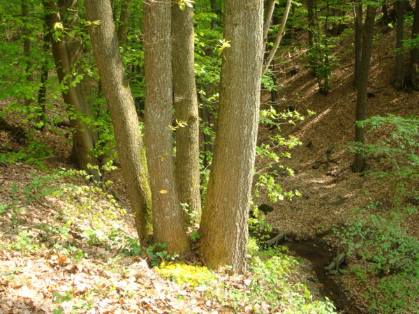 Naturbestattung-Baum-Familienbaum-Begraebniswald-Eitorf