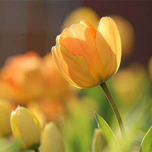 tulpe_gelb