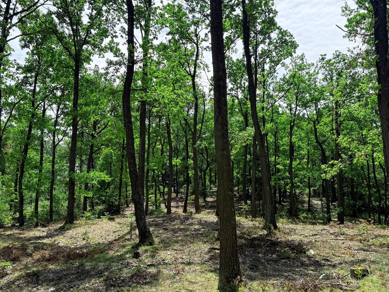 Klosterwald Bad Sauerbrunn