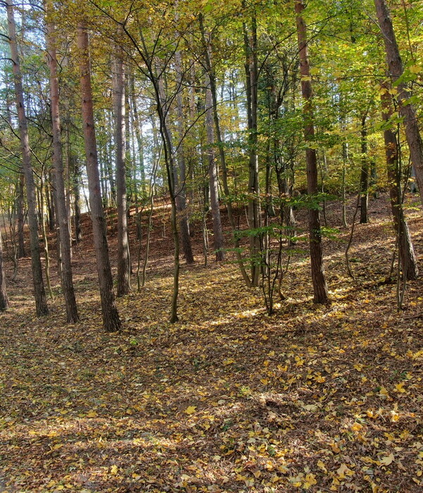 Baumbestattung Klosterwald