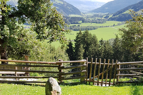 Almwiesenbestattung Friedburg Anger
