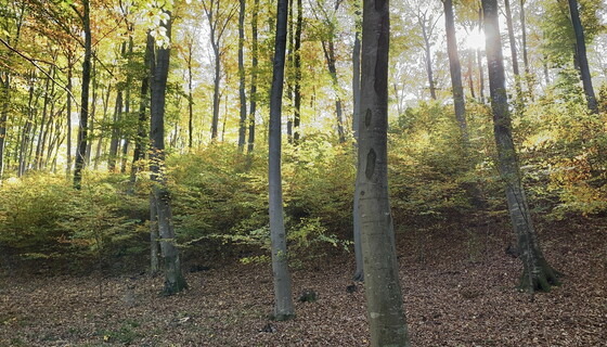 Stille Baumbestattung Stille Baumbestattung